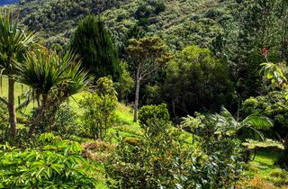 Home - mauritius attractions chamarel holidays forest.jpg