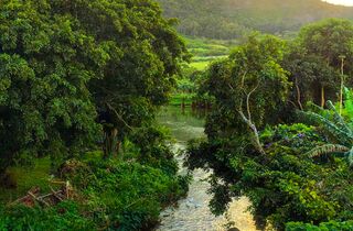 Home - mauritius attractions tamarin river holidays.jpg